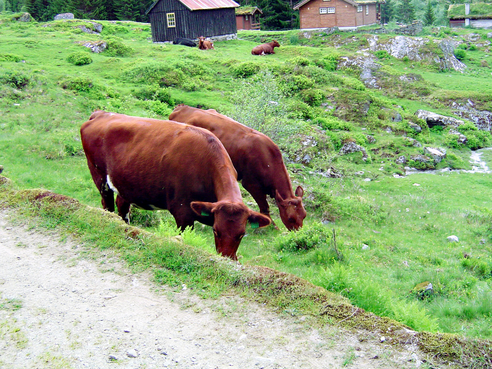Du schönes Norwegen!
