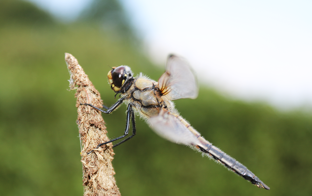 Der geflügelte Drache: Die Libelle